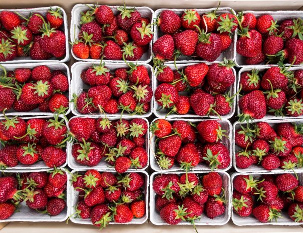 Fraises du Périgord